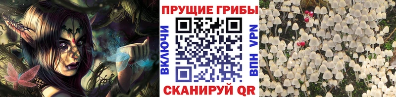 Купить Судогда Галлюциногенные грибы Cubensis
